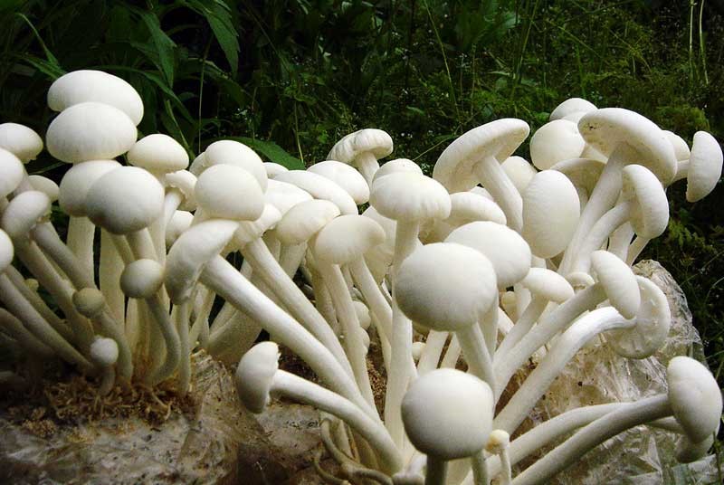 食用菌室菇恒溫恒濕空調的優勢(圖1) 食用菌菇恒溫恒濕室的優勢