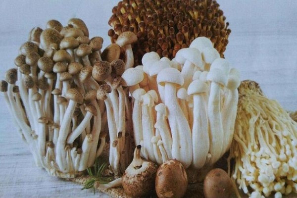 食用菌栽培室的選擇-恒溫恒濕空調(圖1) 食用菌栽培室的選擇-恒溫恒濕空調